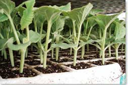 plancheta